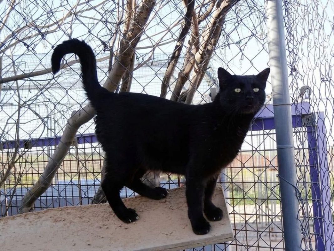 Misy - Chat à adopter - photo 3