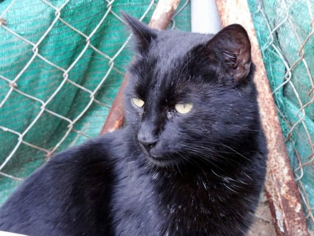 Misy - Chat à adopter - photo 2
