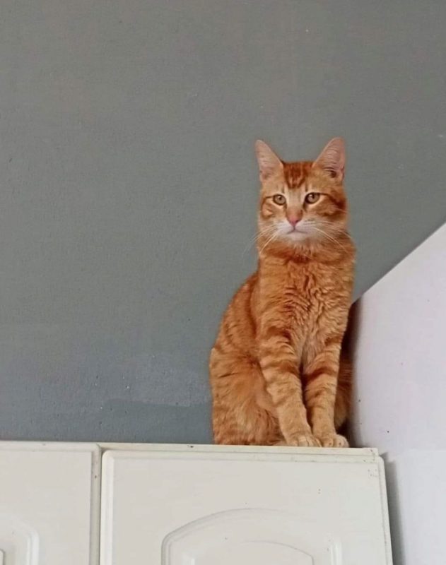 Blues - Chat à adopter
