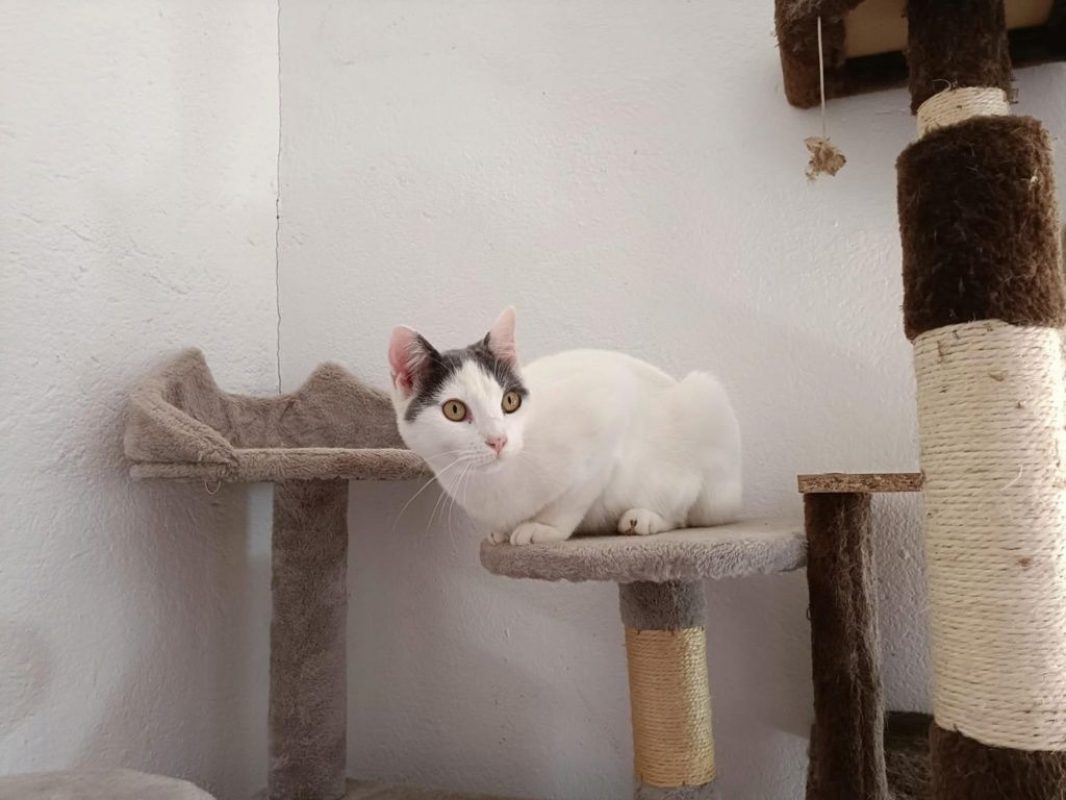 Nilo - Chat à adopter - photo 2