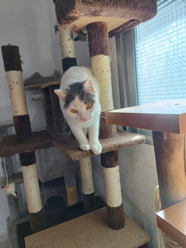 Nilo - Chat à adopter - photo 3