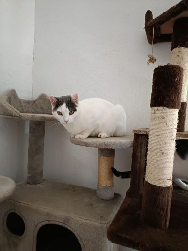 Nilo - Chat à adopter