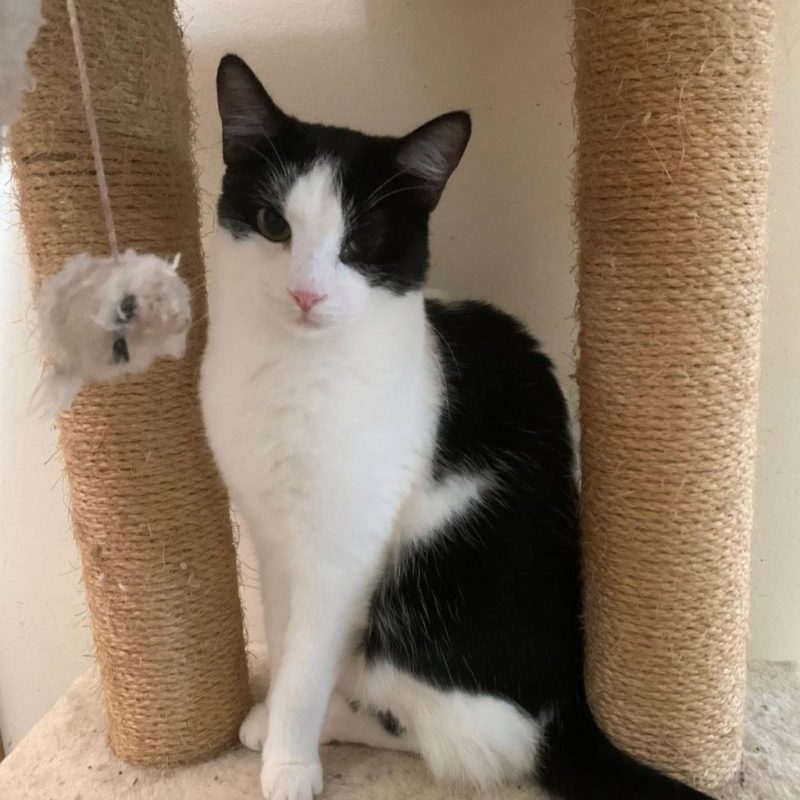 Jake - Chat à adopter - photo 3