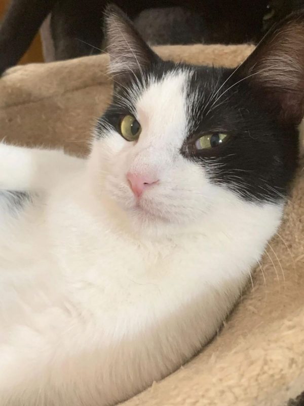 Jake - Chat à adopter