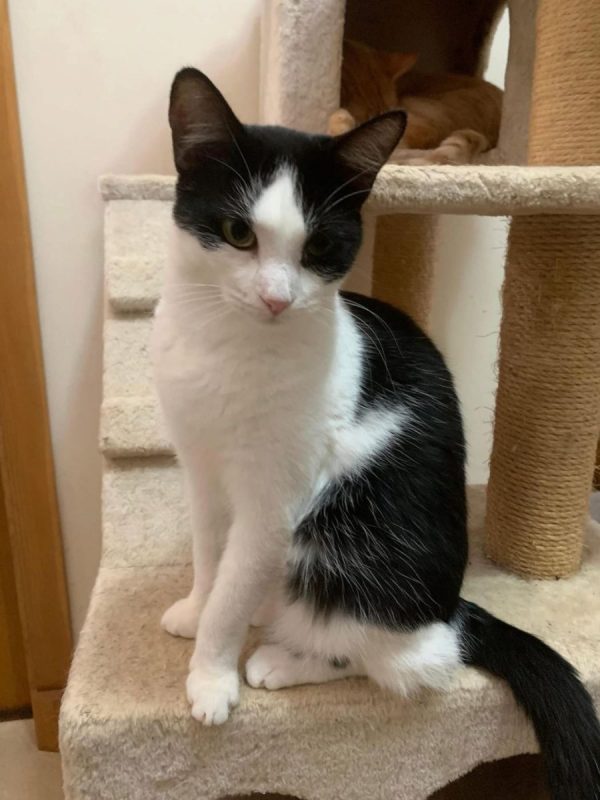 Jake - Chat à adopter - photo 2