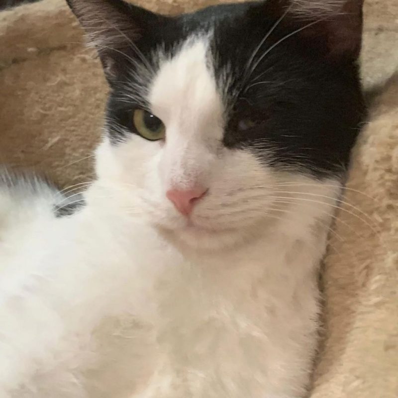 Jake - Chat à adopter - photo 4