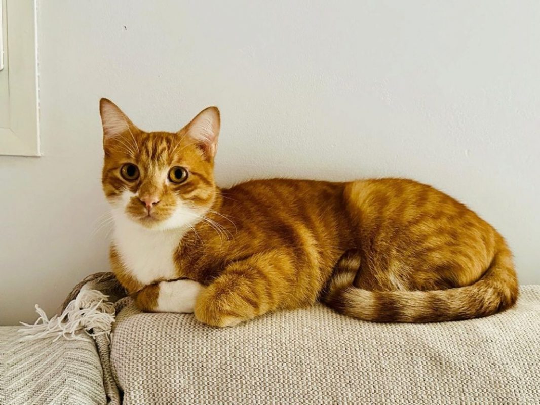 Kira et Casper - Chat à adopter - photo 3