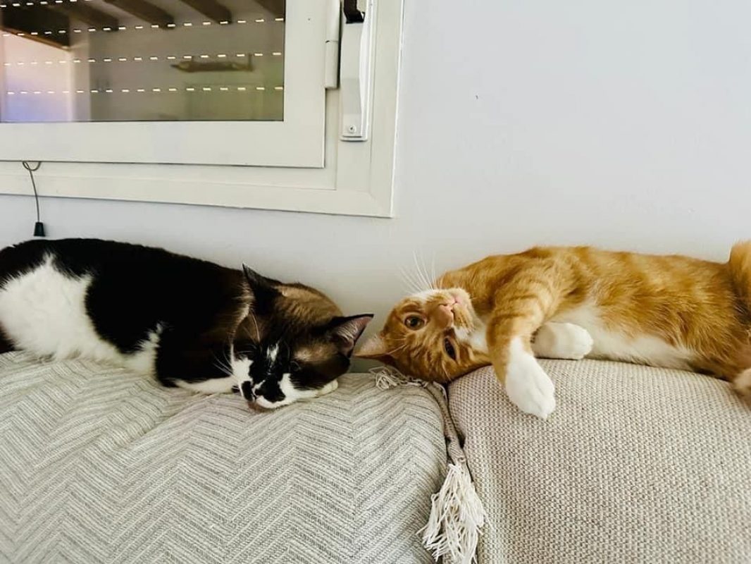 Kira et Casper - Chat à adopter - photo 5