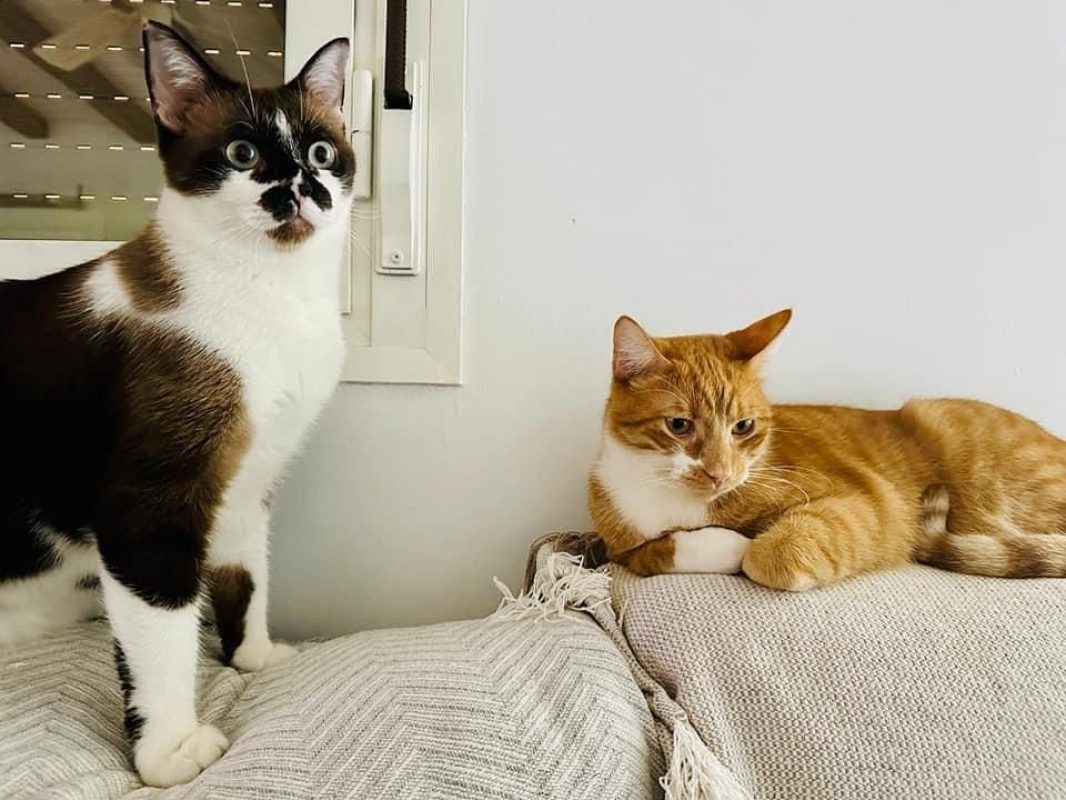 Kira et Casper - Chat à adopter