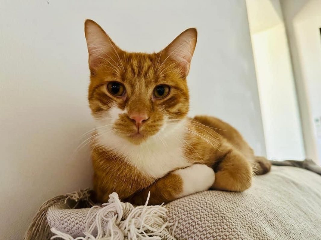 Kira et Casper - Chat à adopter - photo 4