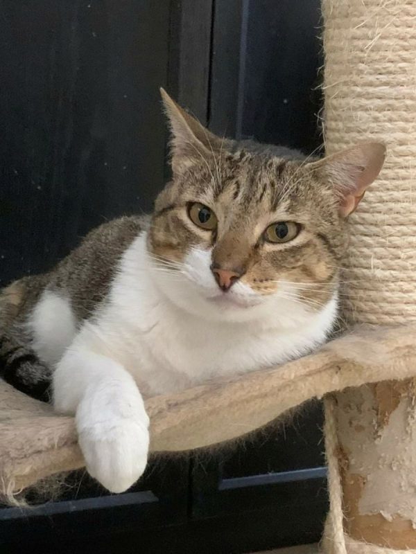 Axel - Chat à adopter