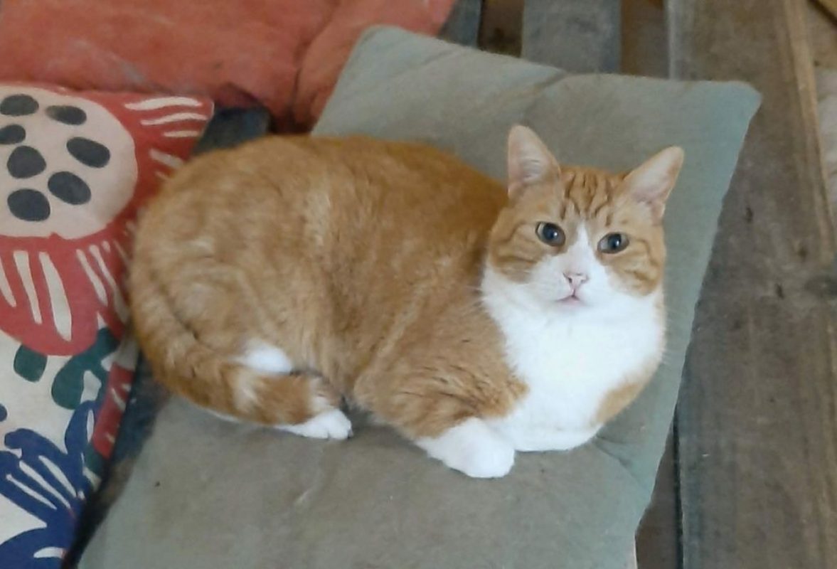 Thor - Chat à adopter