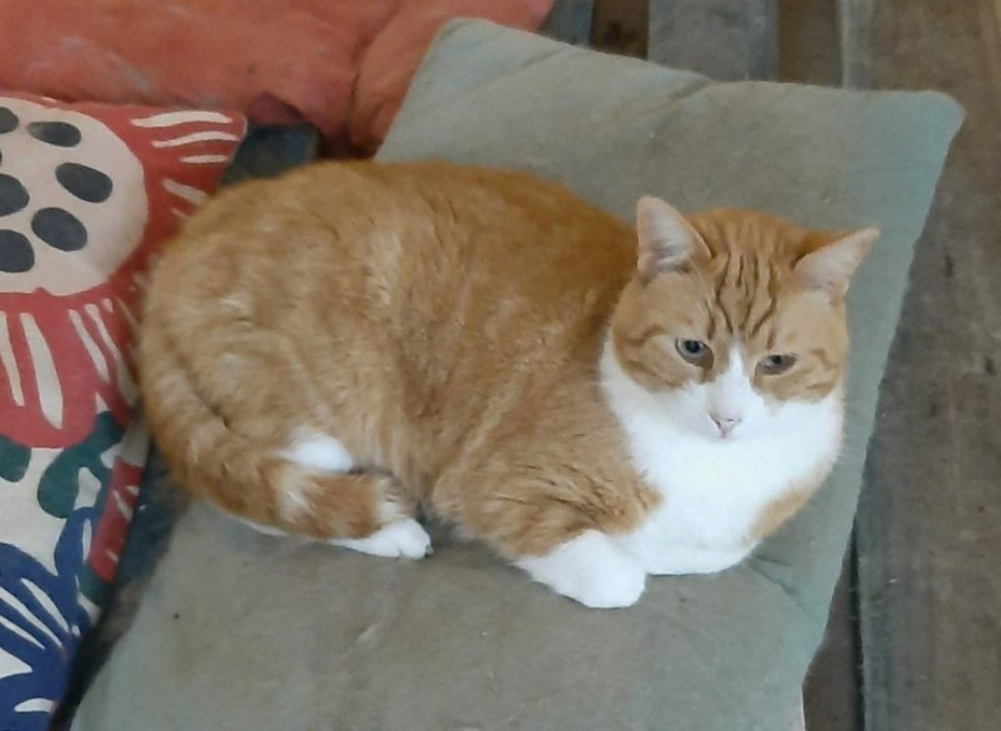 Thor - Chat à adopter - photo 2