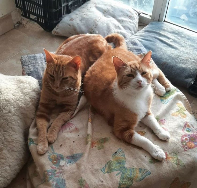Thor - Chat à adopter - photo 3