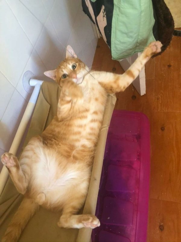Silvestre - Chat à adopter - photo 3