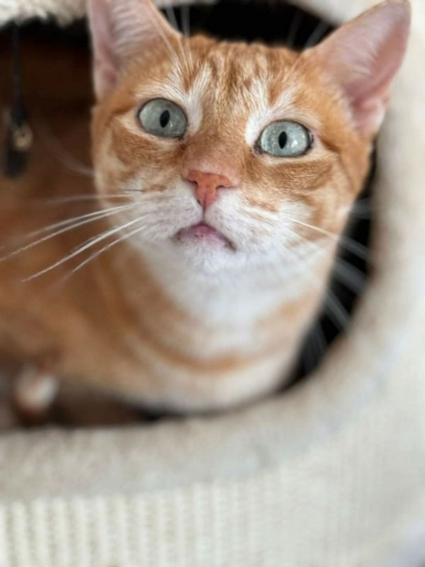 Silvestre - Chat à adopter