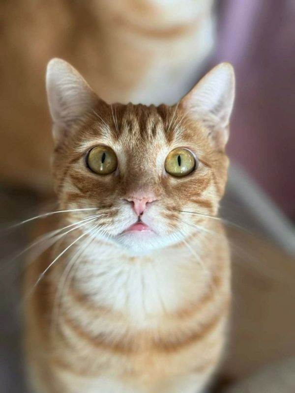 Mango - Chat à adopter