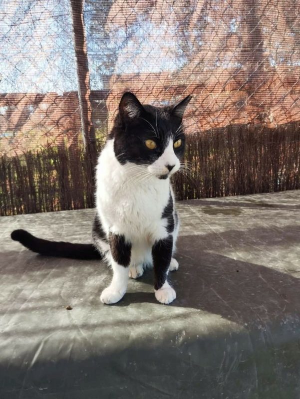 Tizon - Chat à adopter - photo 5