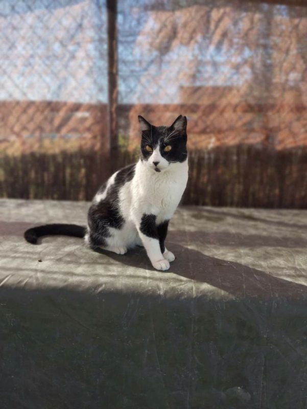 Tizon - Chat à adopter - photo 2