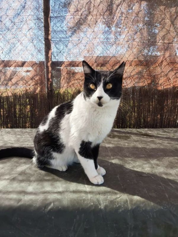 Tizon - Chat à adopter