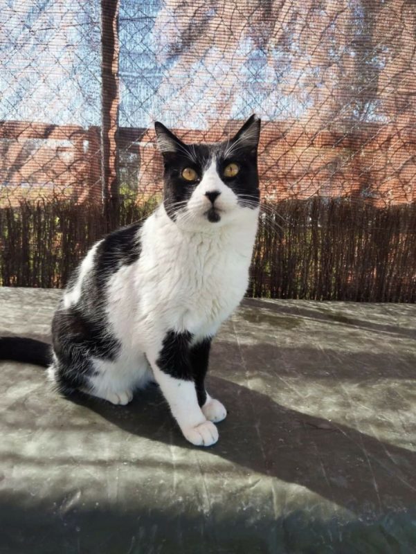 Tizon - Chat à adopter - photo 3