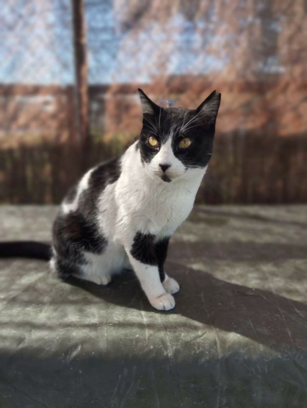 Tizon - Chat à adopter - photo 4