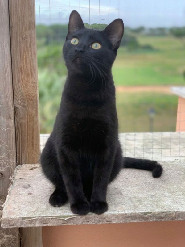 Draco - Chat à adopter