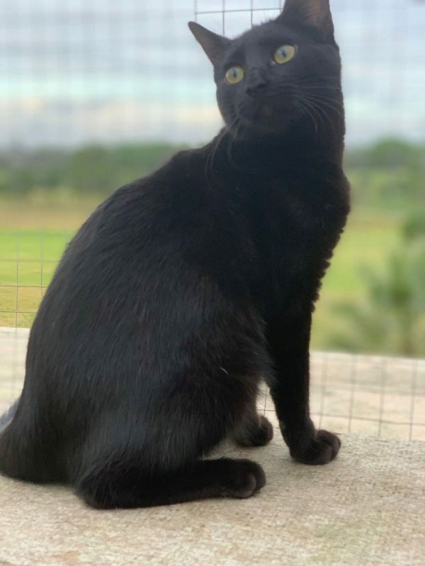 Draco - Chat à adopter - photo 3