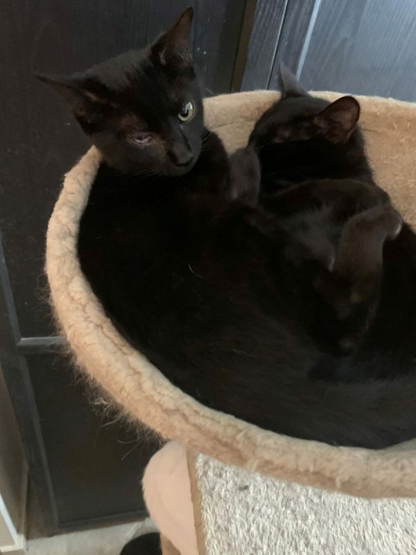 Draco - Chat à adopter - photo 2
