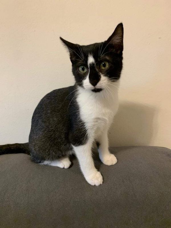 Cody - Chat à adopter - photo 3