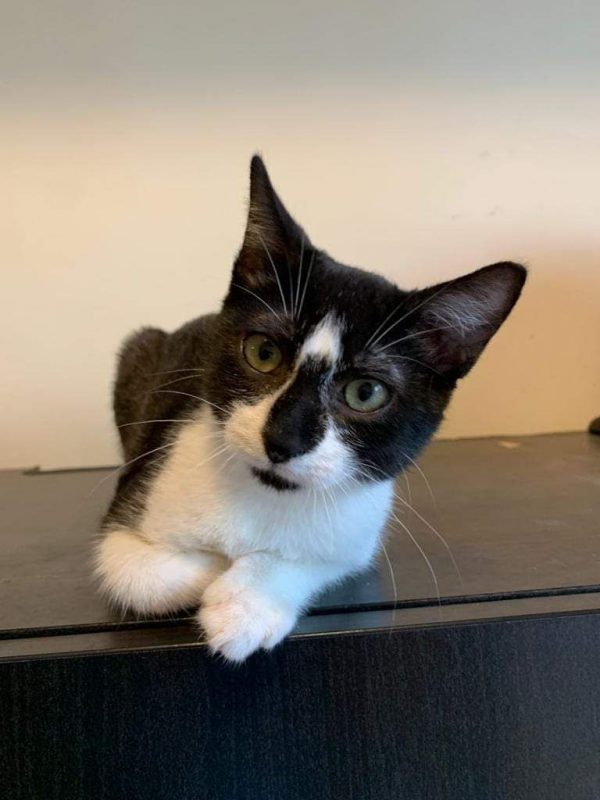 Cody - Chat à adopter - photo 2