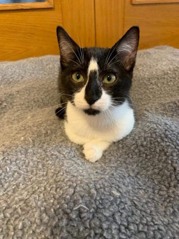 Cody - Chat à adopter