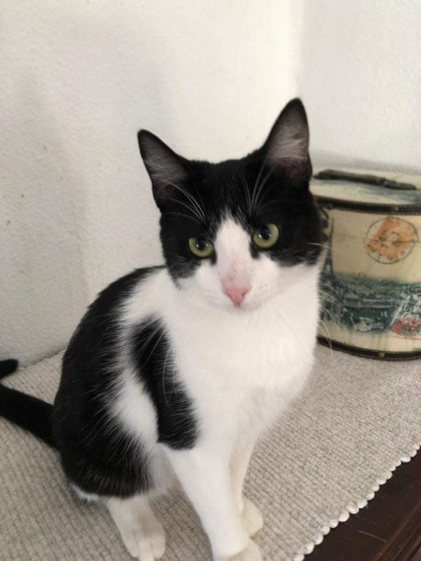 Pistacho - Chat à adopter