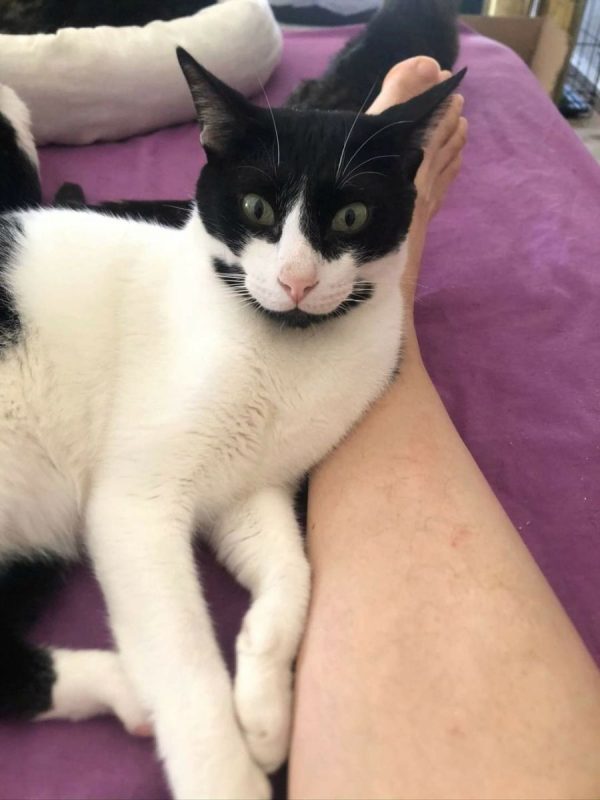 Dali (noir et blanc) - Chat à adopter