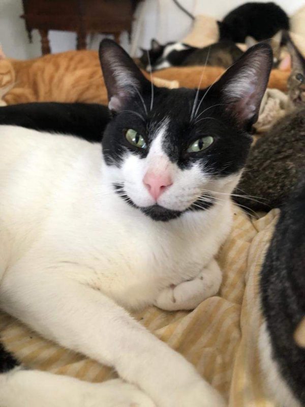 Dali (noir et blanc) - Chat à adopter - photo 2