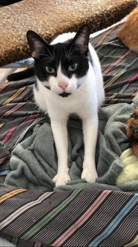 Dali (noir et blanc) - Chat à adopter - photo 3