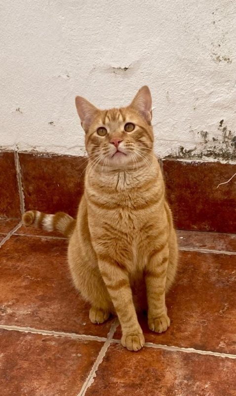 Jerry - Chat à adopter