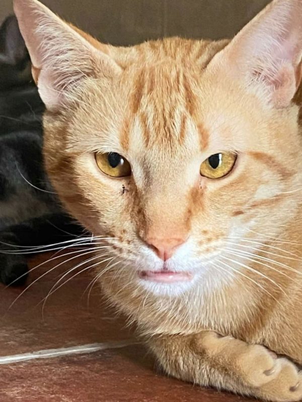 Jerry - Chat à adopter - photo 3