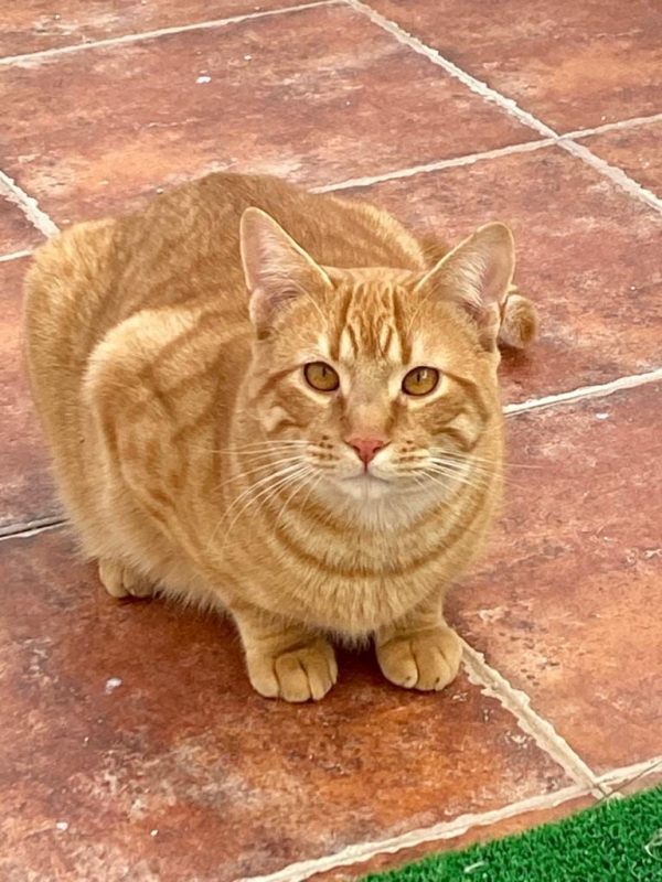 Jerry - Chat à adopter - photo 2