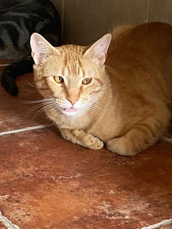 Jerry - Chat à adopter - photo 4