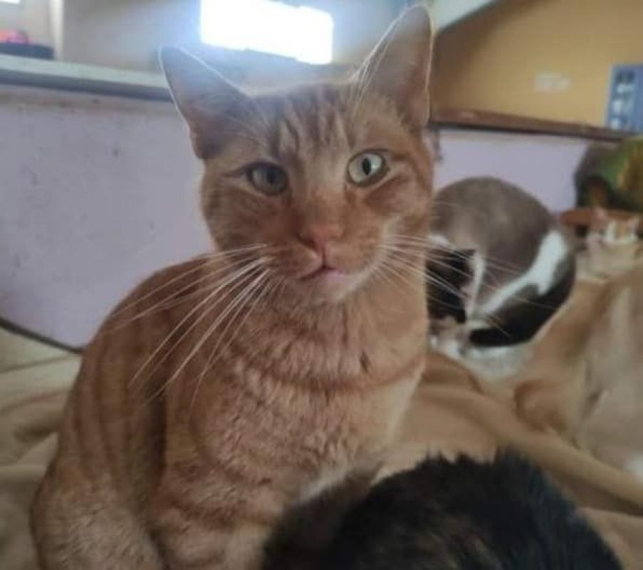 Jazz - Chat à adopter - photo 4