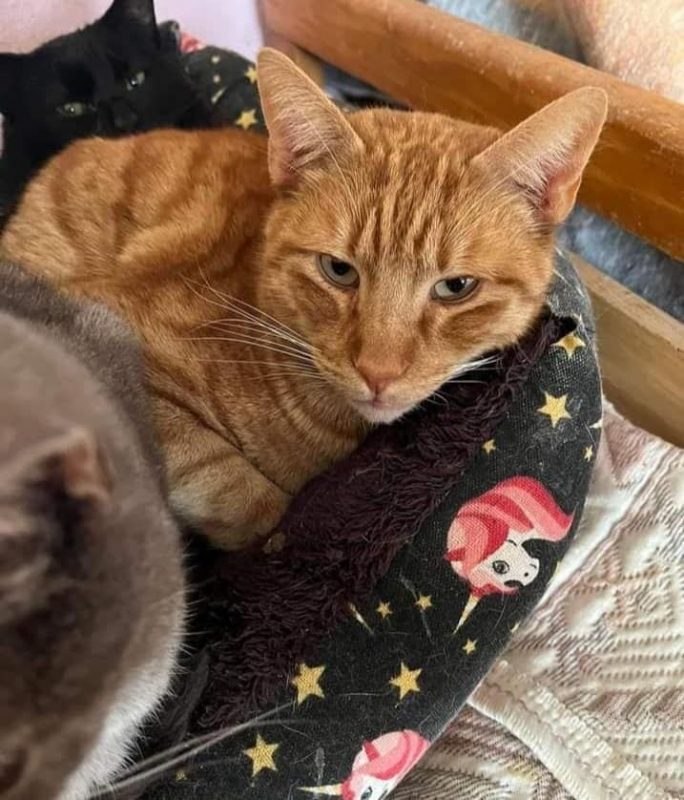 Jazz - Chat à adopter