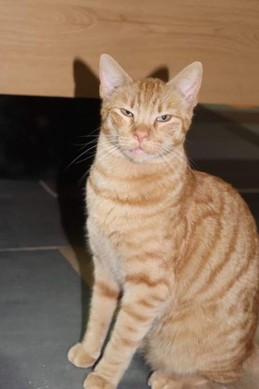 Jazz - Chat à adopter - photo 5