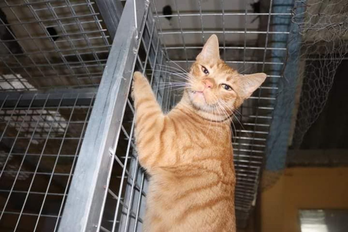 Jazz - Chat à adopter - photo 2