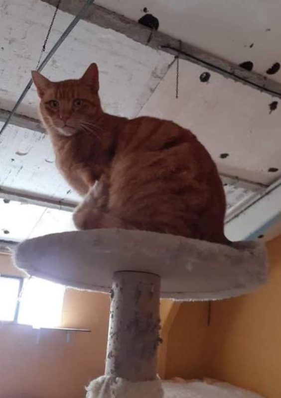 Jazz - Chat à adopter - photo 3
