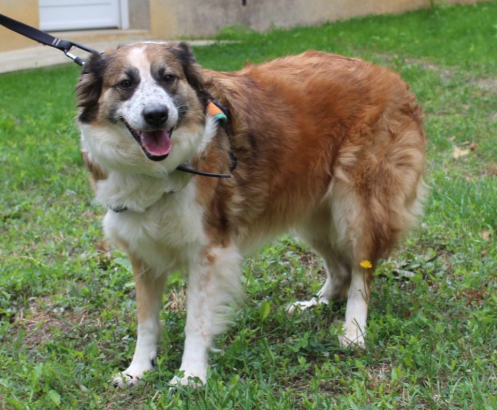 Perle - Chien à adopter