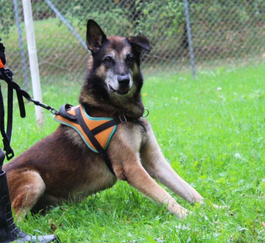 Volt - Chien à adopter