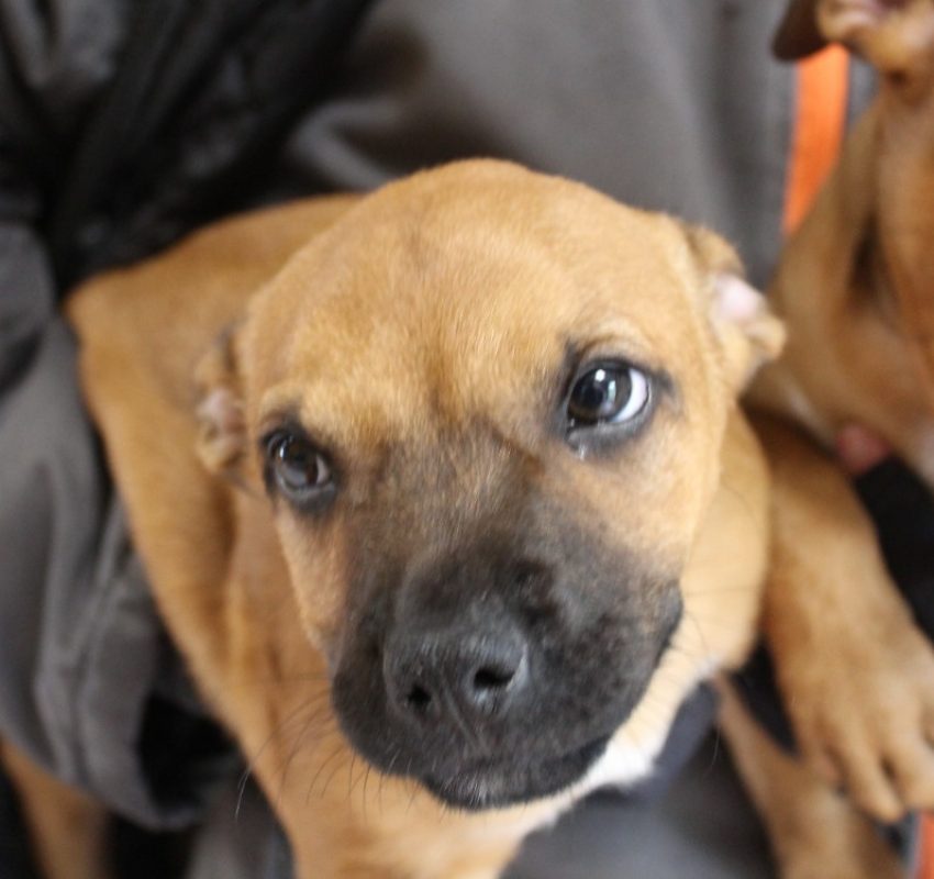Edison - Chien à adopter