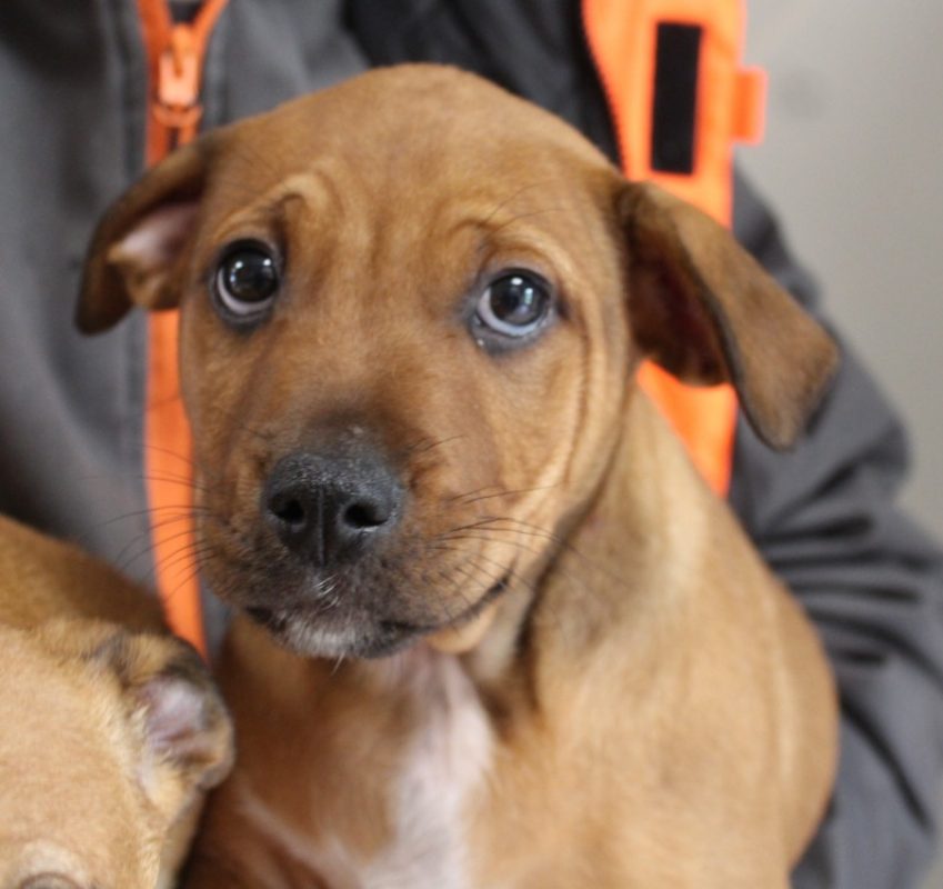 Bowie - Chien à adopter