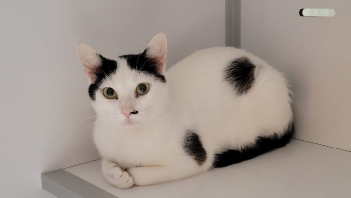 Caline - Chat Européen à adopter